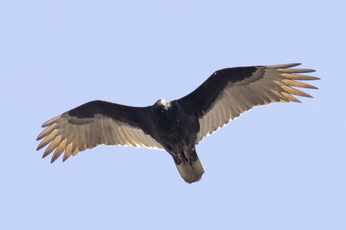 Turkey Vulture - ML615999200