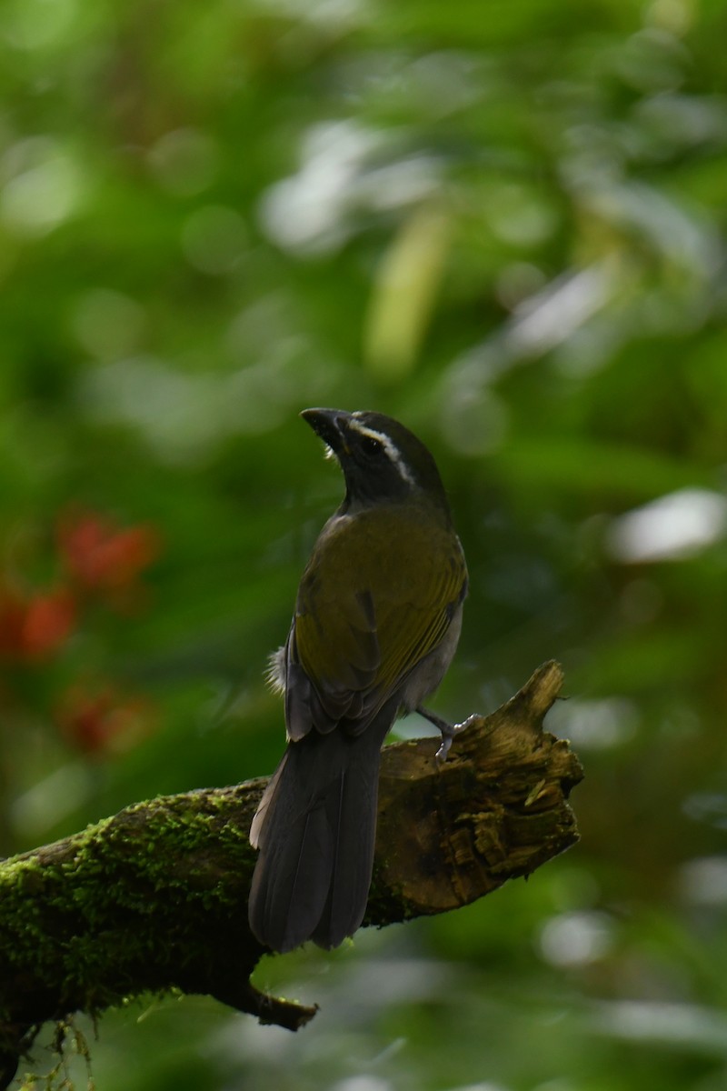 Green-winged Saltator - ML615999231