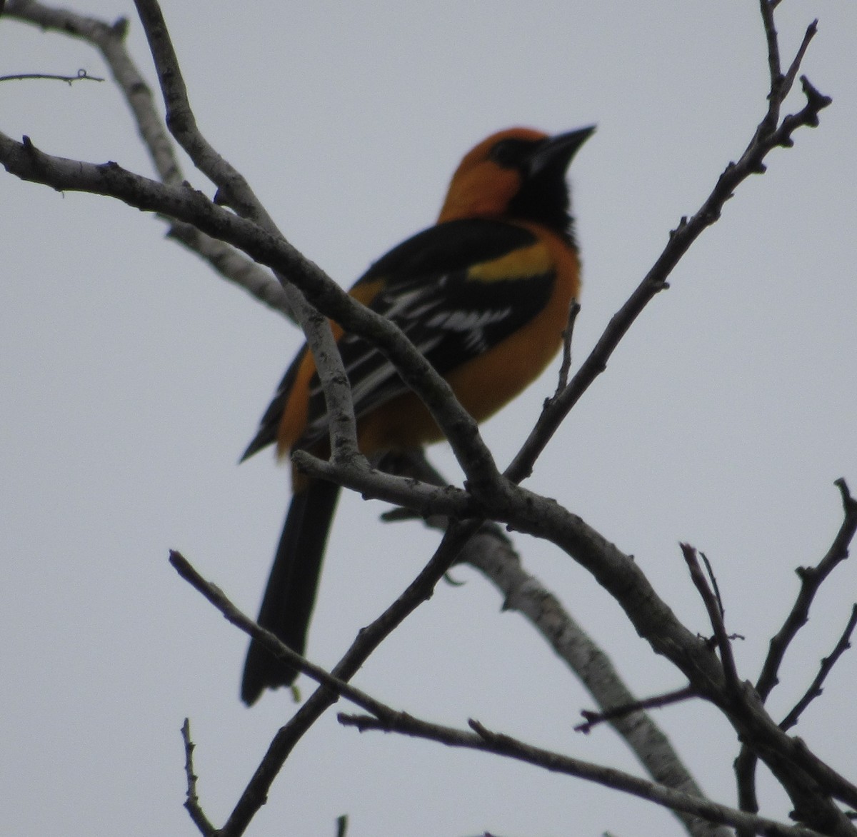 Altamira Oriole - Elliot Nelson