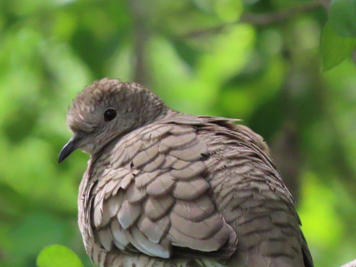 Inca Dove - Ruben  Stoll