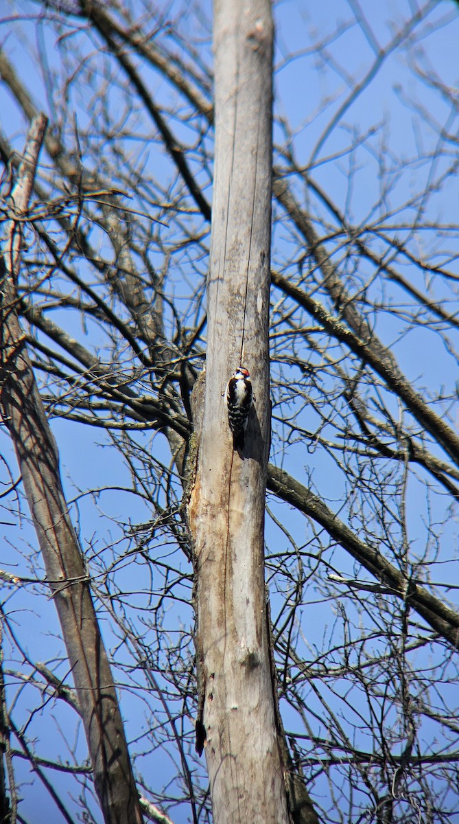 Red-bellied Woodpecker - ML615999268