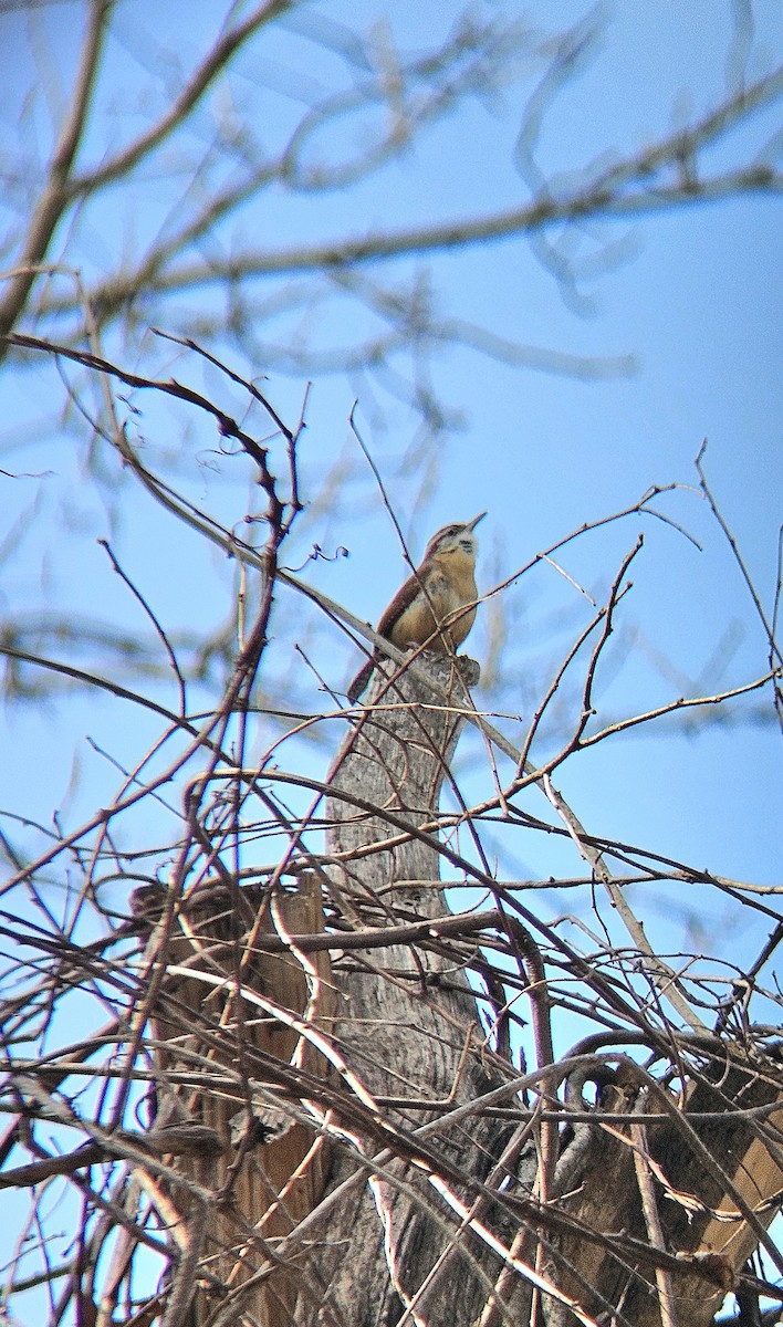 Carolina Wren - ML615999271