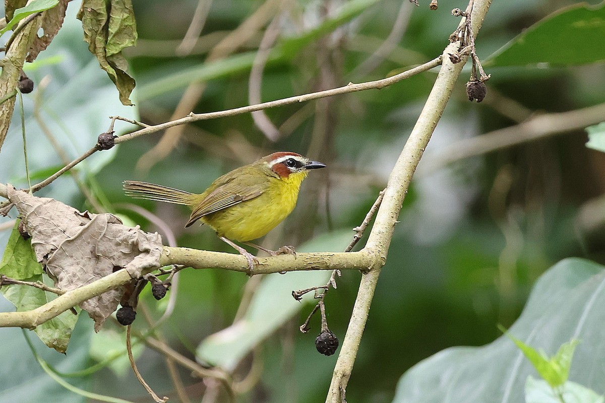 Reinita Coronicastaña - ML615999294