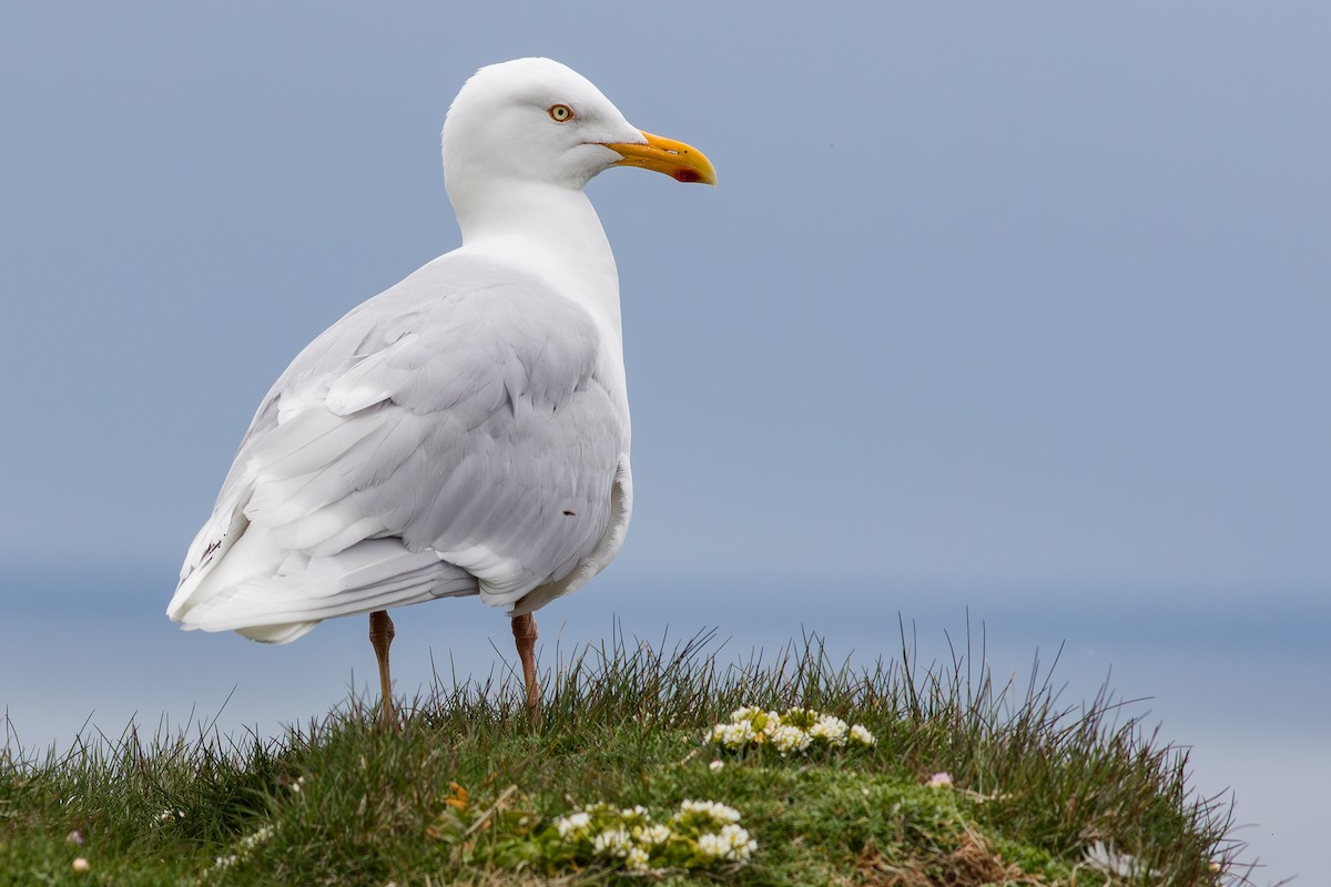 Glaucous Gull - ML615999384