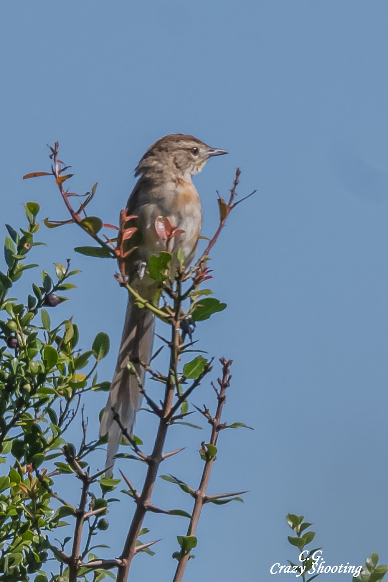 Chotoy Spinetail - Carlos Gómez