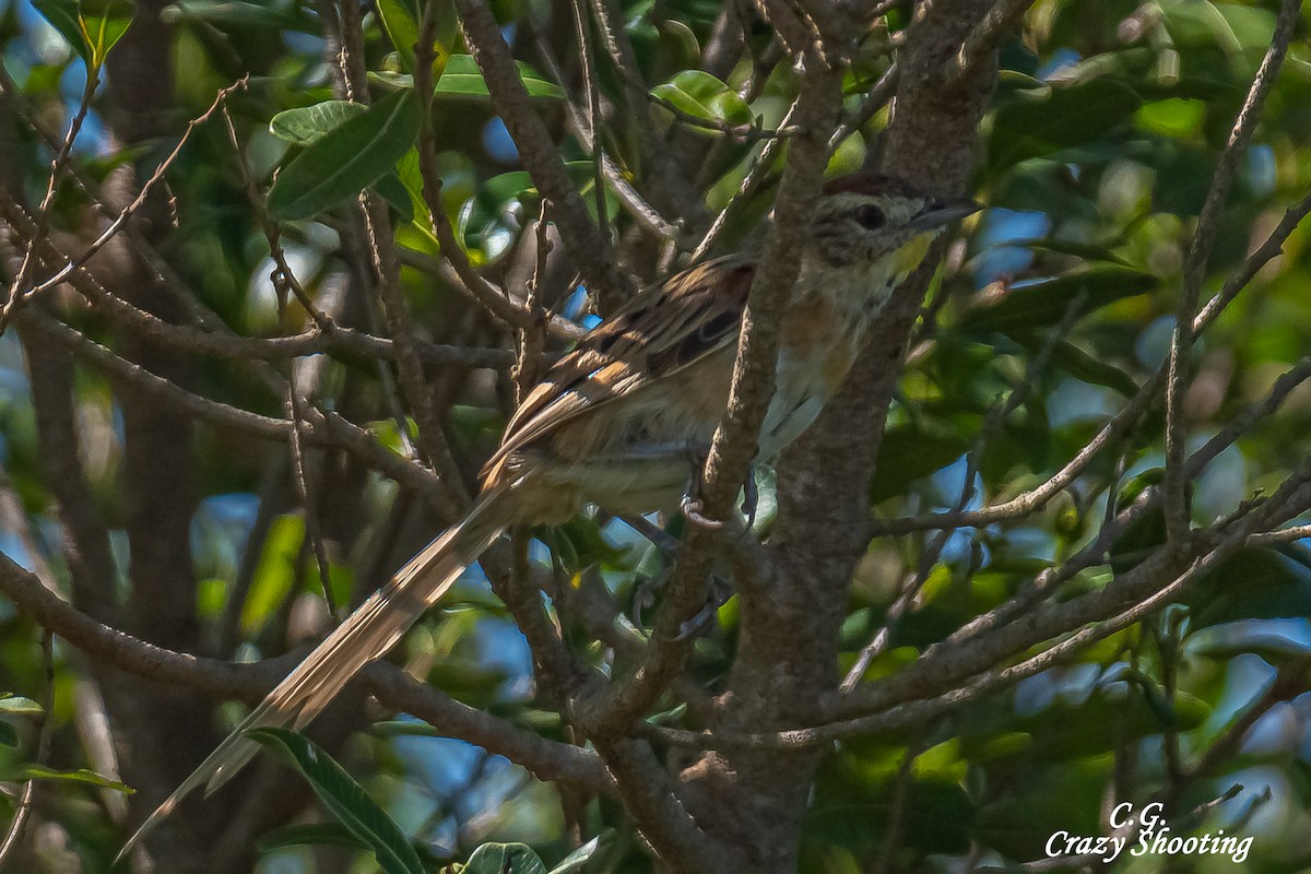 Chotoy Spinetail - ML615999398