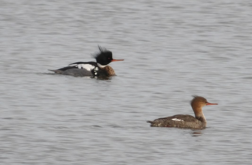 Red-breasted Merganser - ML615999414