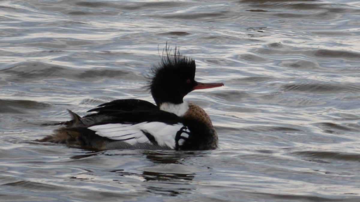 Red-breasted Merganser - ML615999415