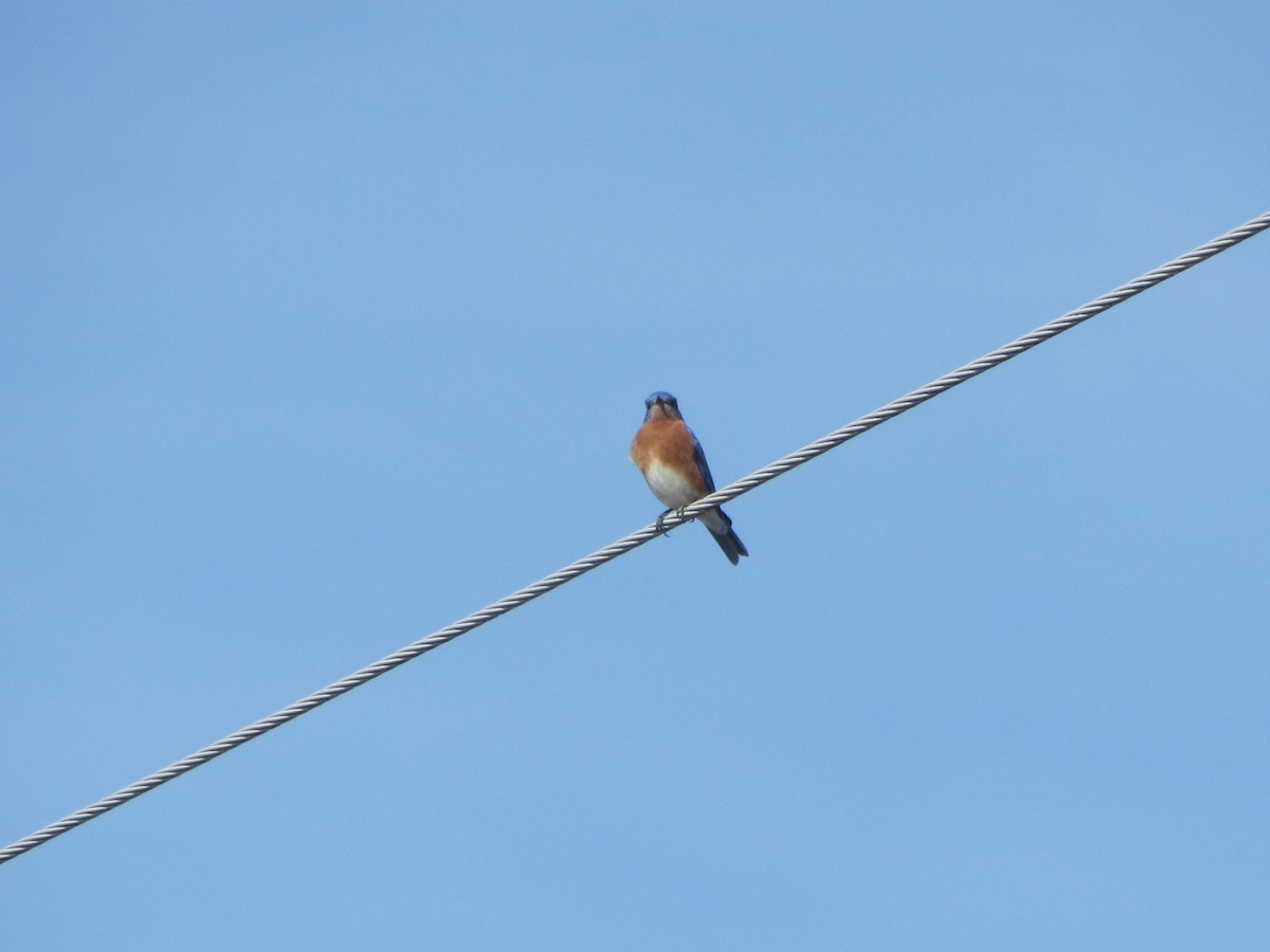 Eastern Bluebird - ML615999417