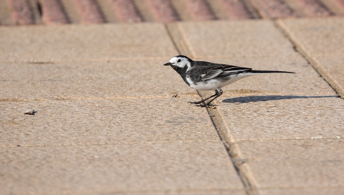 White Wagtail (British) - ML615999428