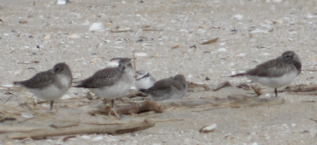 Black-bellied Plover - ML615999454