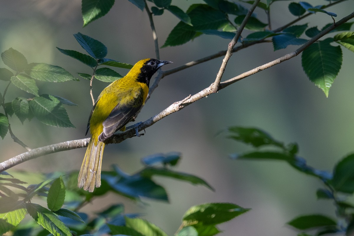 Oriole unifascié - ML615999478