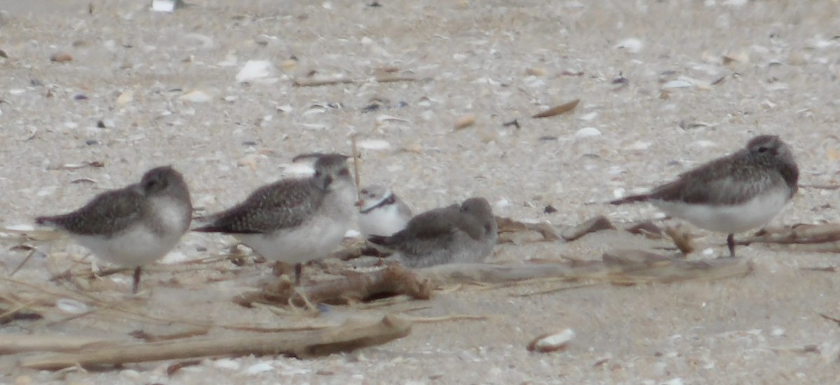 Piping Plover - ML615999502