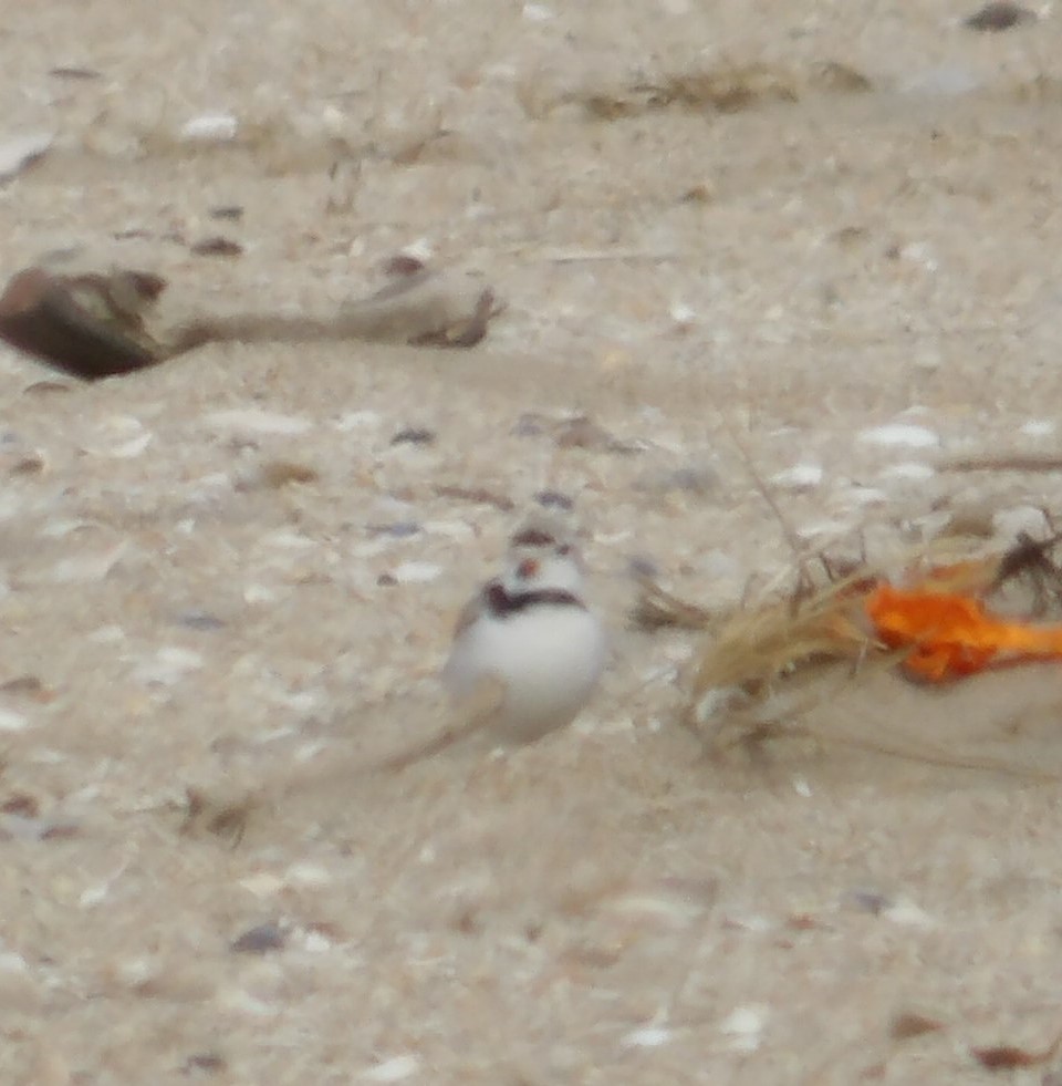 Piping Plover - ML615999503