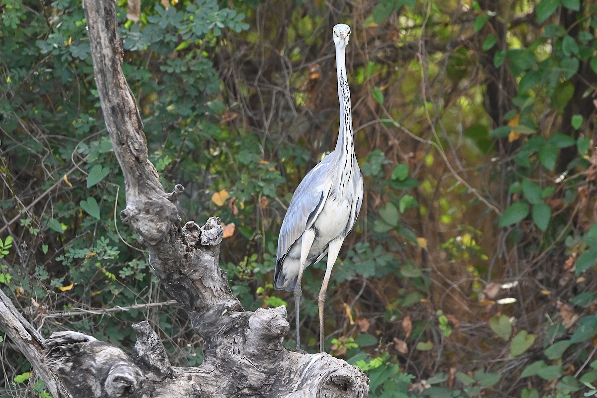 Gray Heron - ML615999513