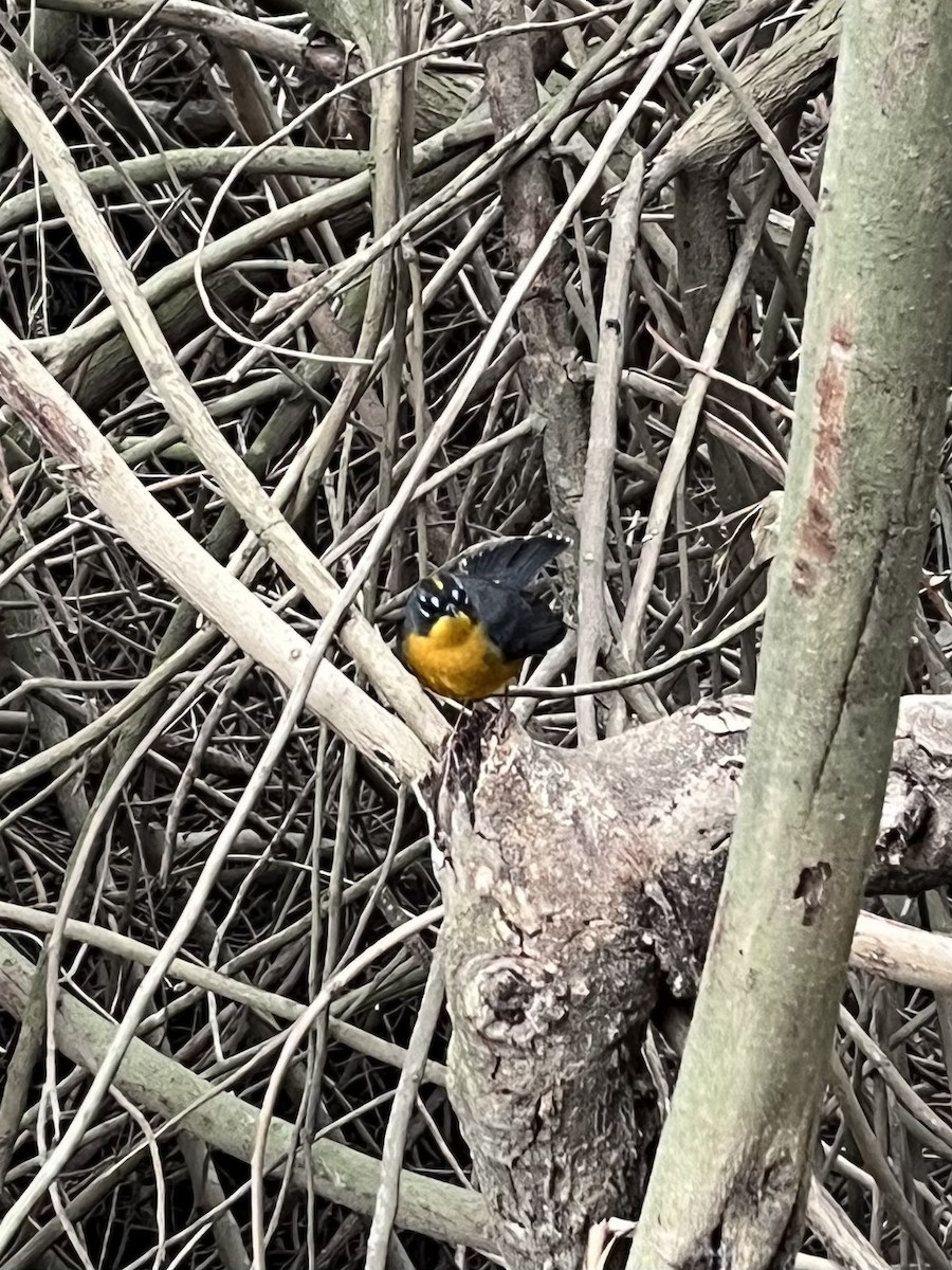 Fan-tailed Warbler - Elliot Nelson