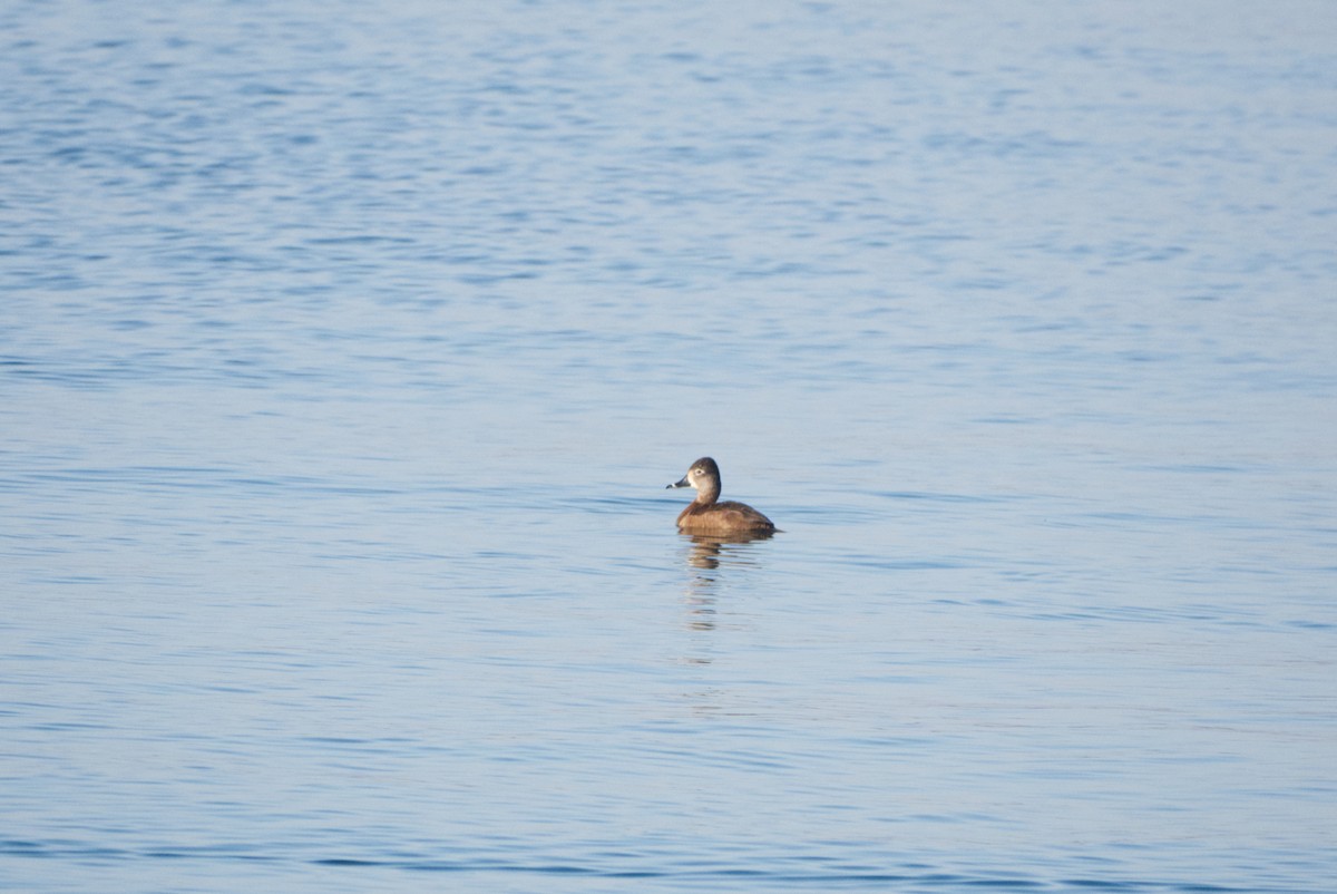Ring-necked Duck - ML615999539