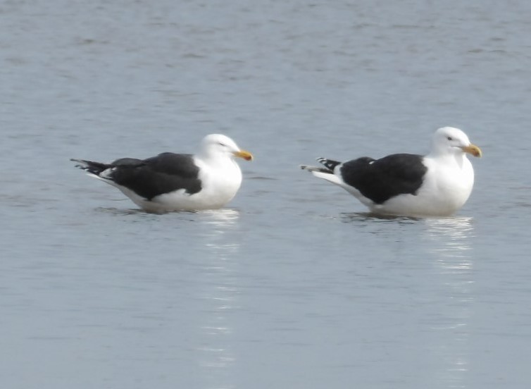 Great Black-backed Gull - ML615999546