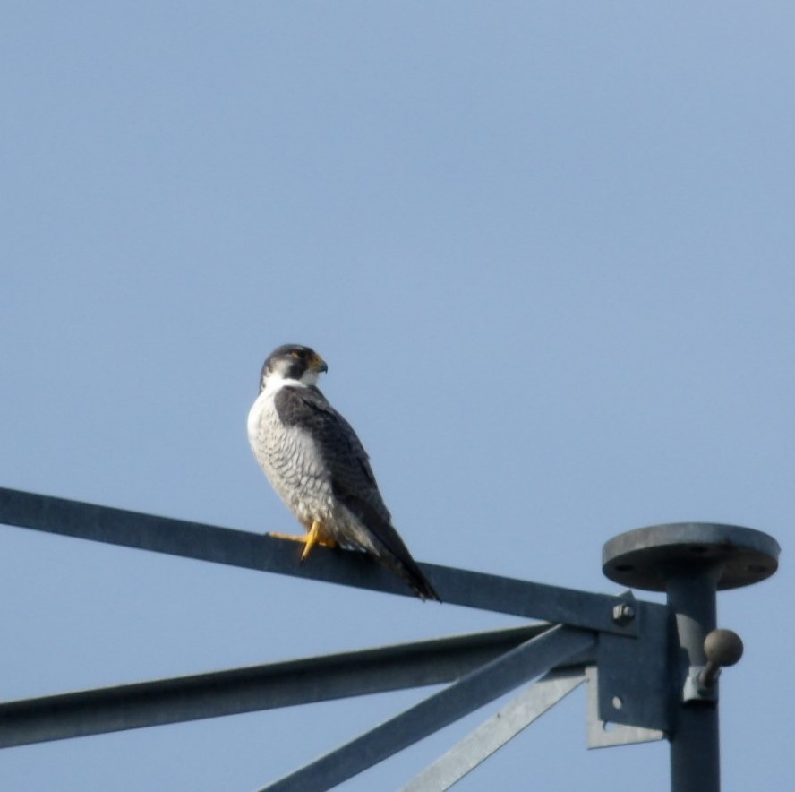 Peregrine Falcon - ML615999565