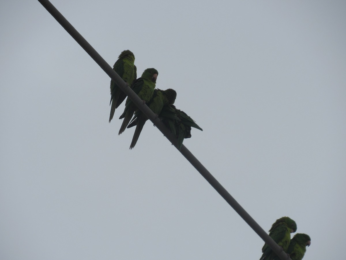 Green Parakeet - Elliot Nelson