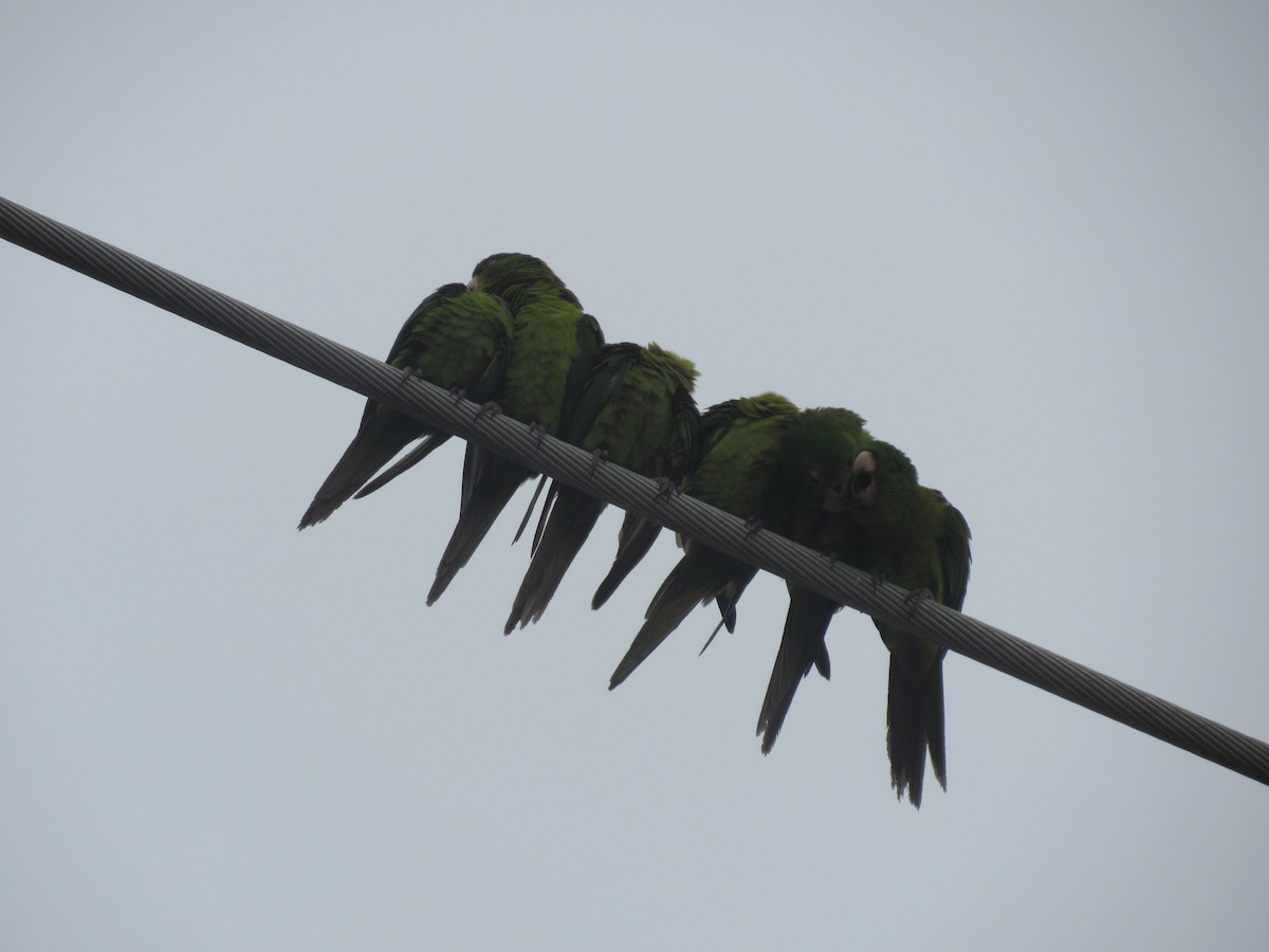 Meksika Yeşil Papağanı - ML615999575