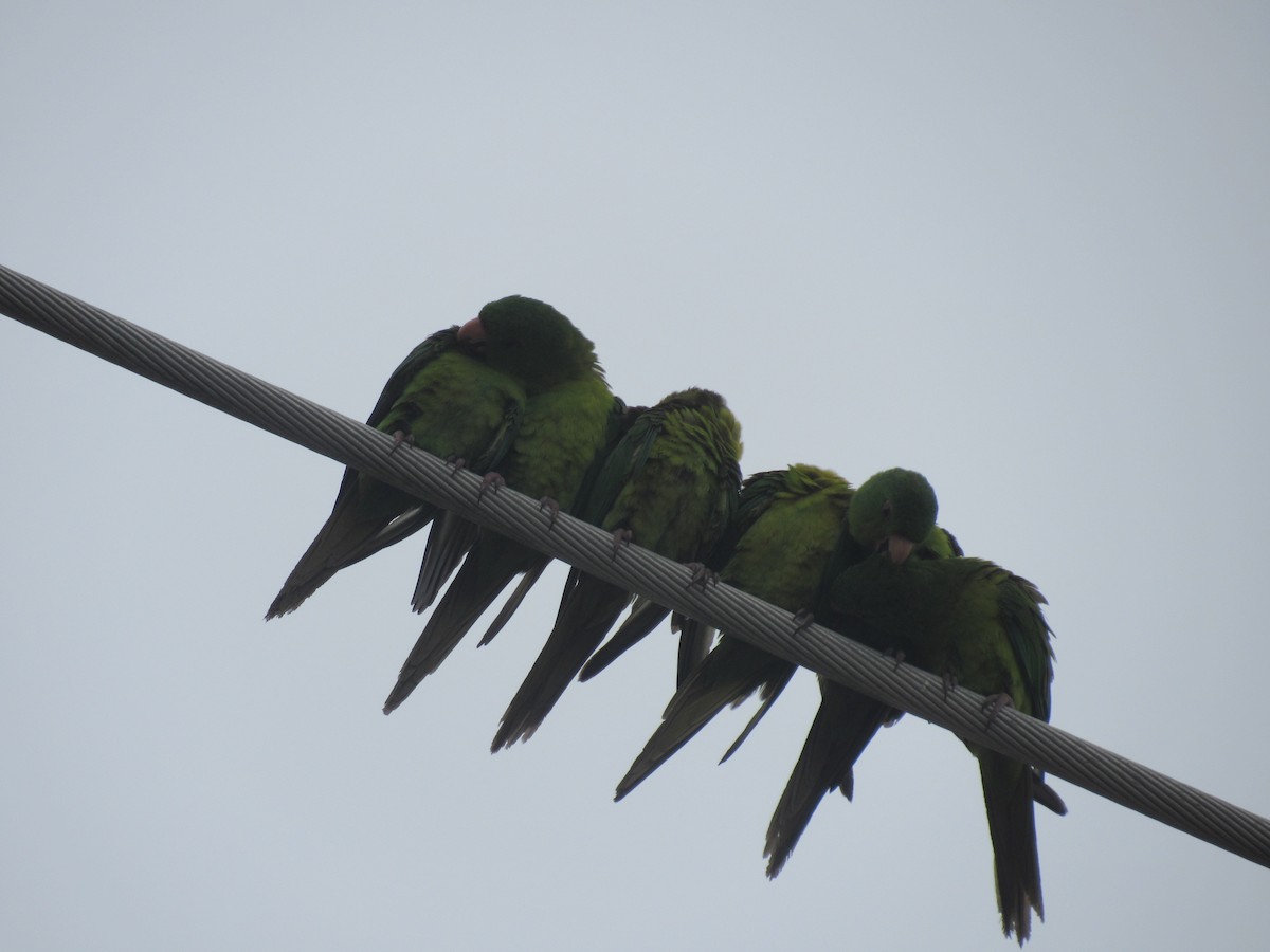 Meksika Yeşil Papağanı - ML615999577