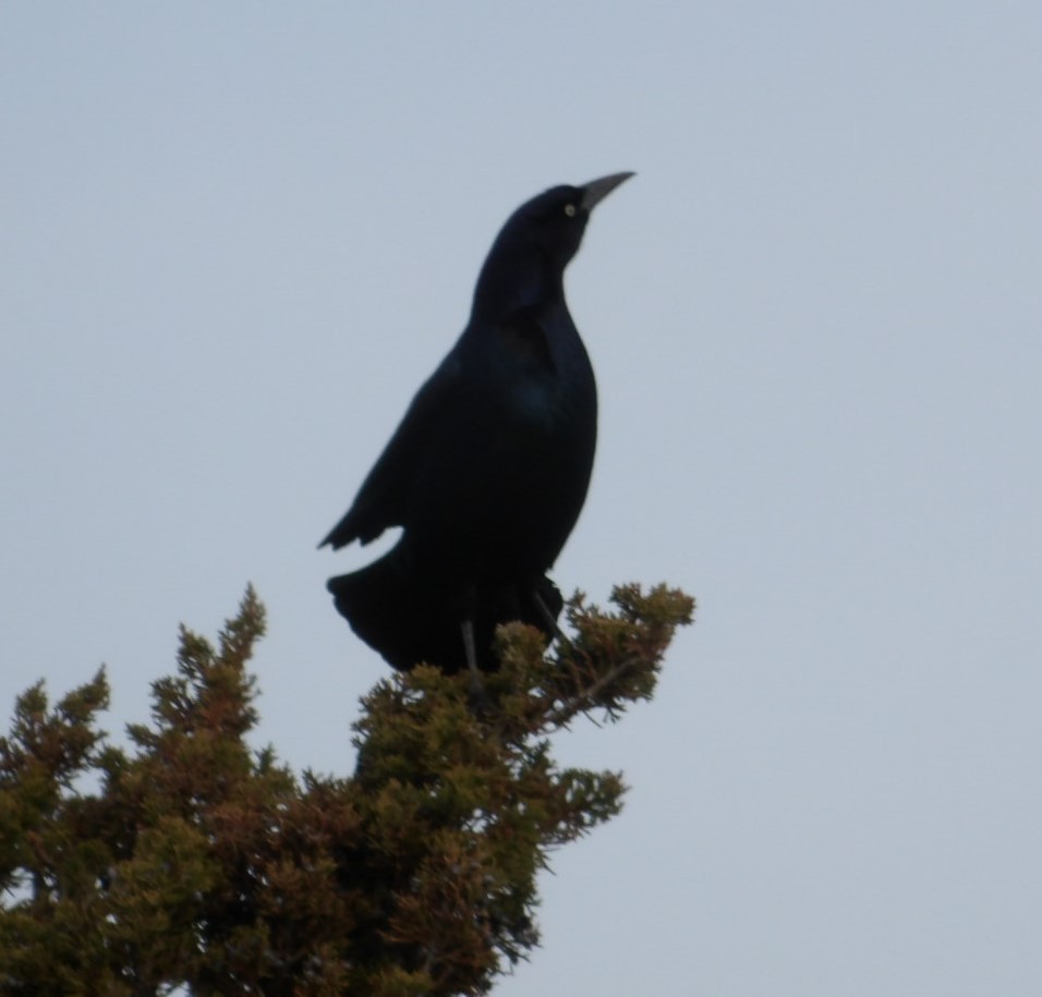 Boat-tailed Grackle - ML615999592
