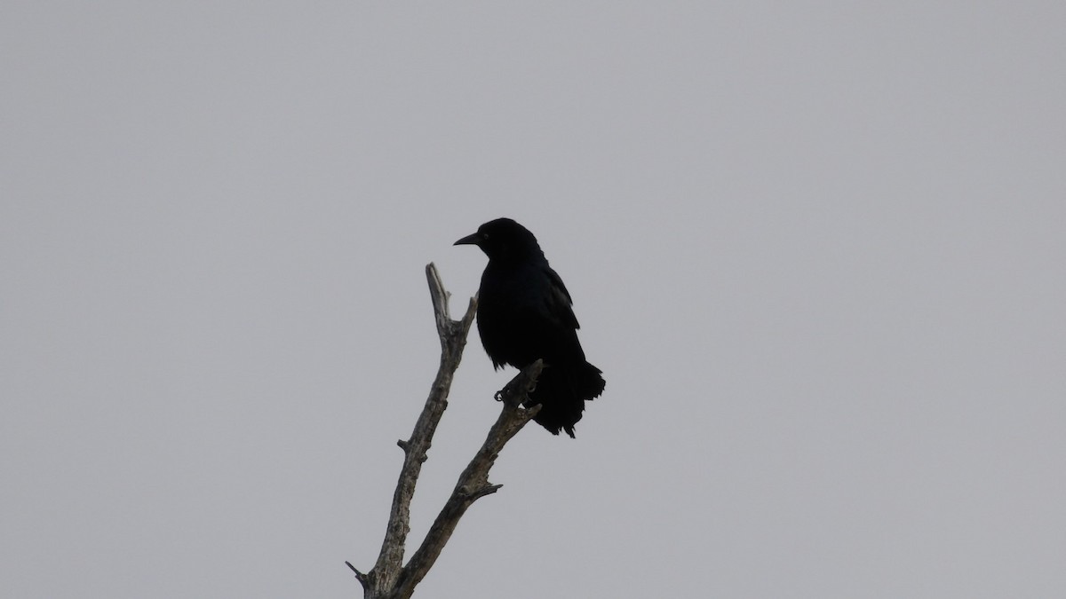 Boat-tailed Grackle - ML615999593