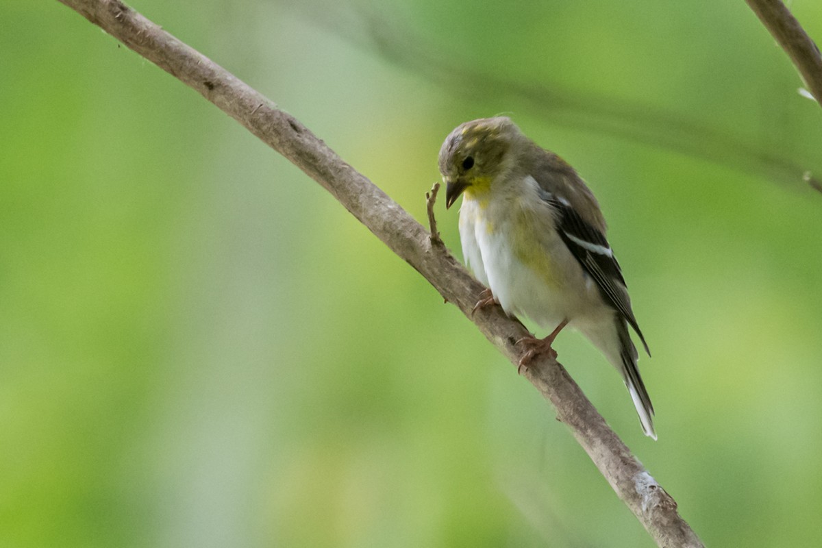 American Goldfinch - ML615999597