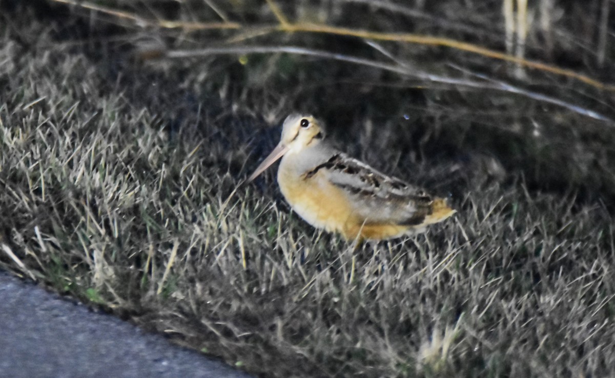 American Woodcock - ML615999612