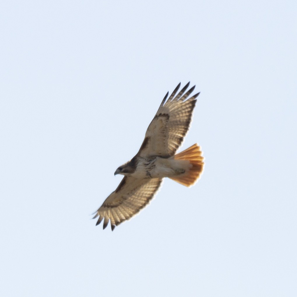 Red-tailed Hawk - ML615999622