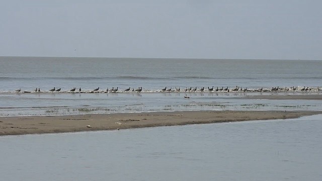 Eurasian Curlew - ML615999658