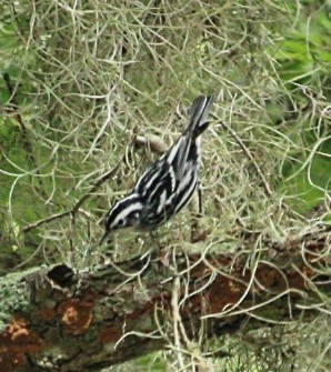 Black-and-white Warbler - Marcus & Cheryl Morris