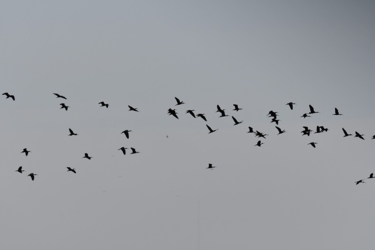 ibis hnědý - ML615999672