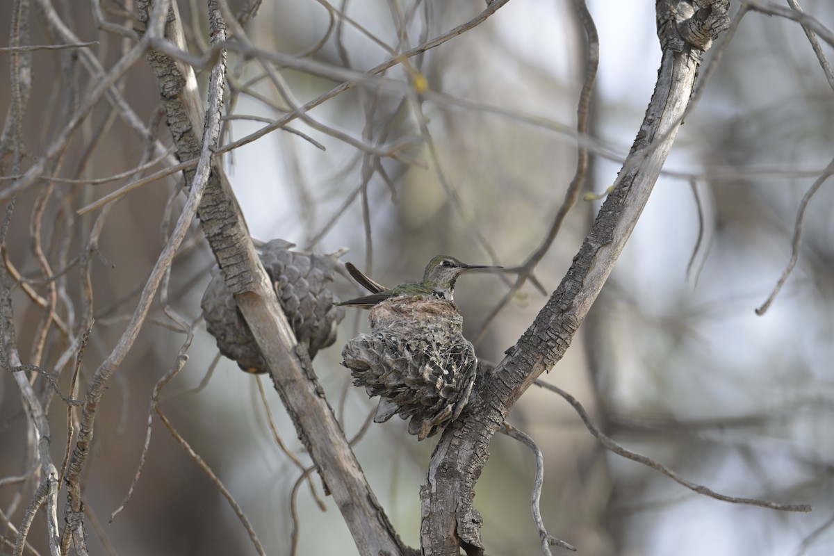 Anna's Hummingbird - Ray Trent