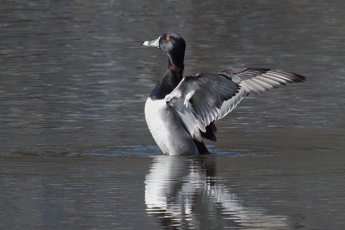 Ring-necked Duck - ML615999699