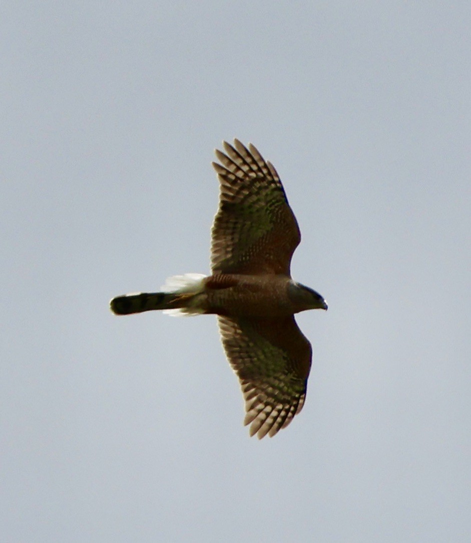 Cooper's Hawk - Carolyn Thiele