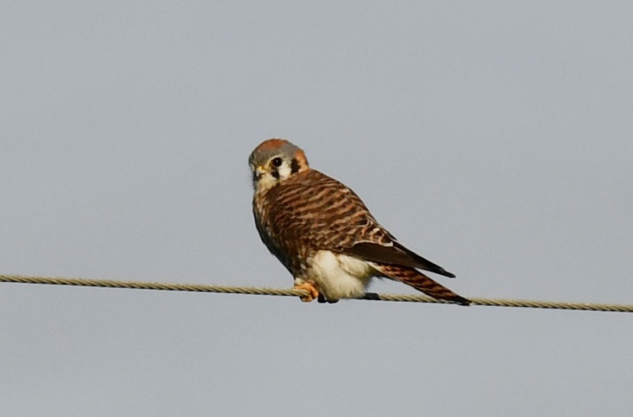 American Kestrel - ML615999715