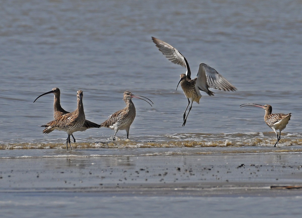 Eurasian Curlew - ML615999732