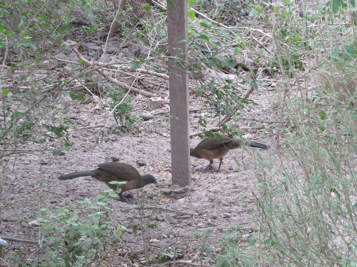 Plain Chachalaca - ML615999758