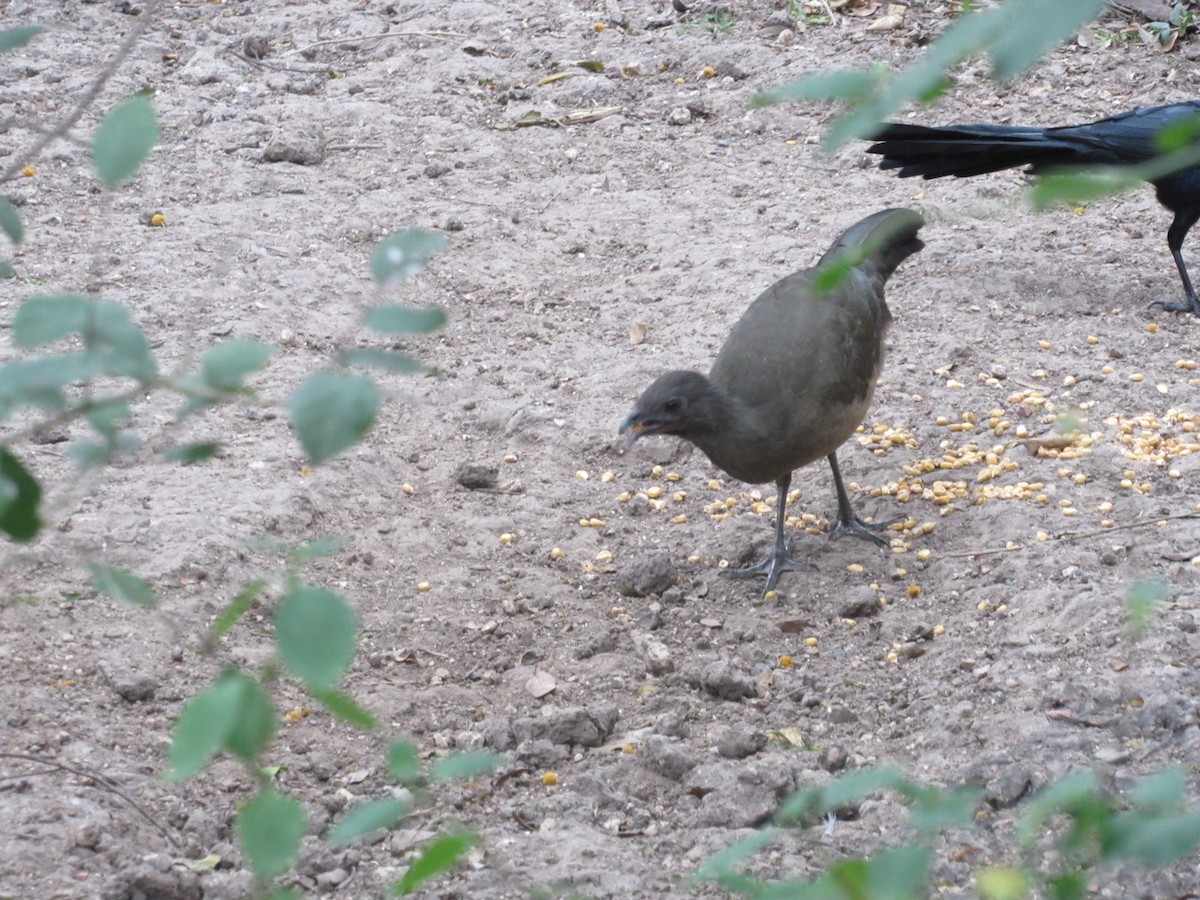 Plain Chachalaca - ML615999759