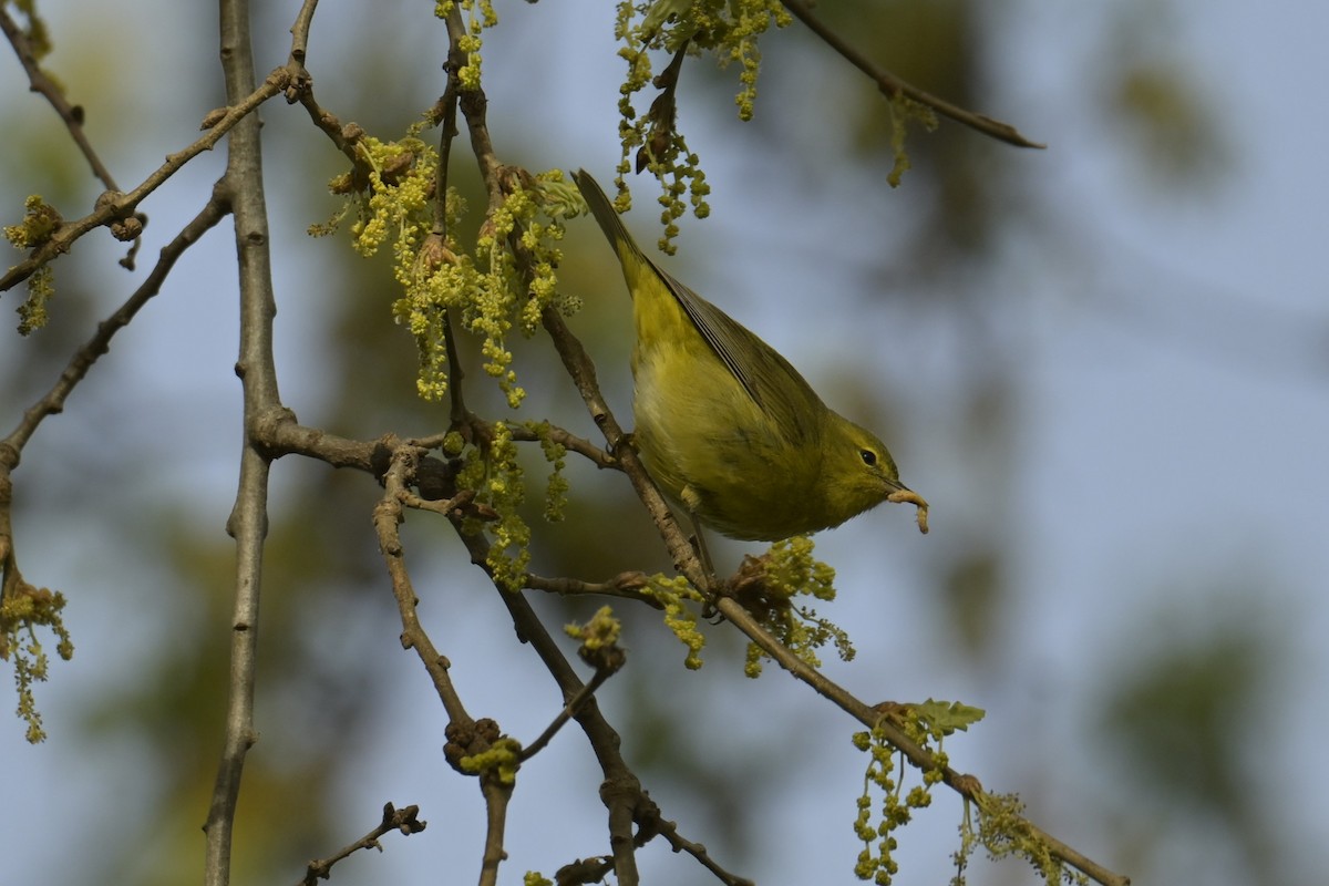 Orange-crowned Warbler - Ray Trent