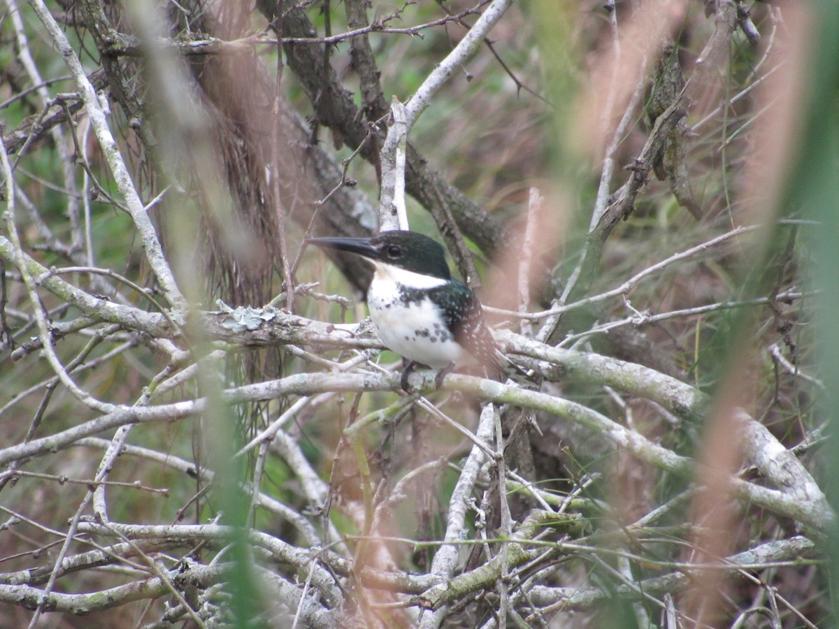 Green Kingfisher - ML615999776