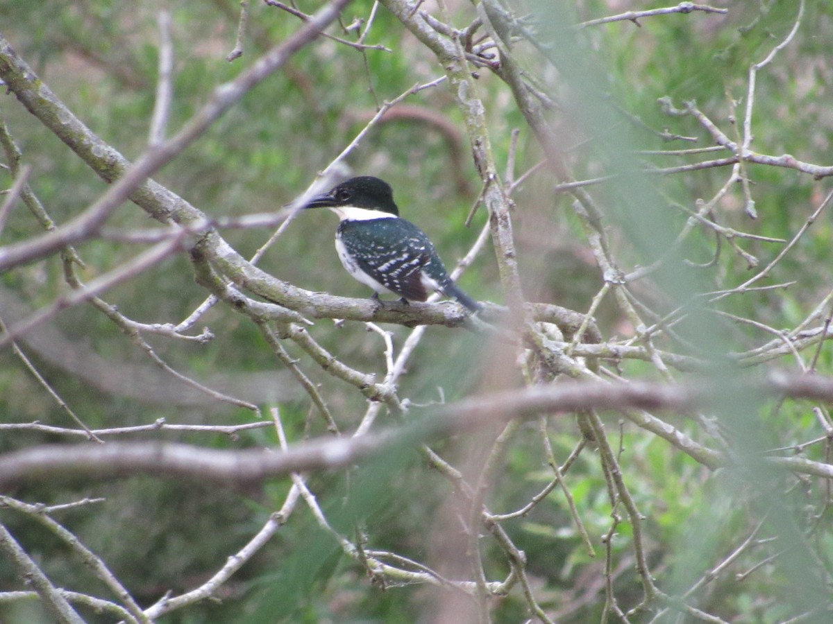 Green Kingfisher - ML615999777