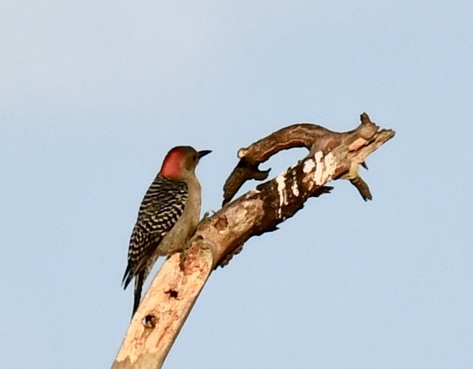 Red-bellied Woodpecker - ML615999828