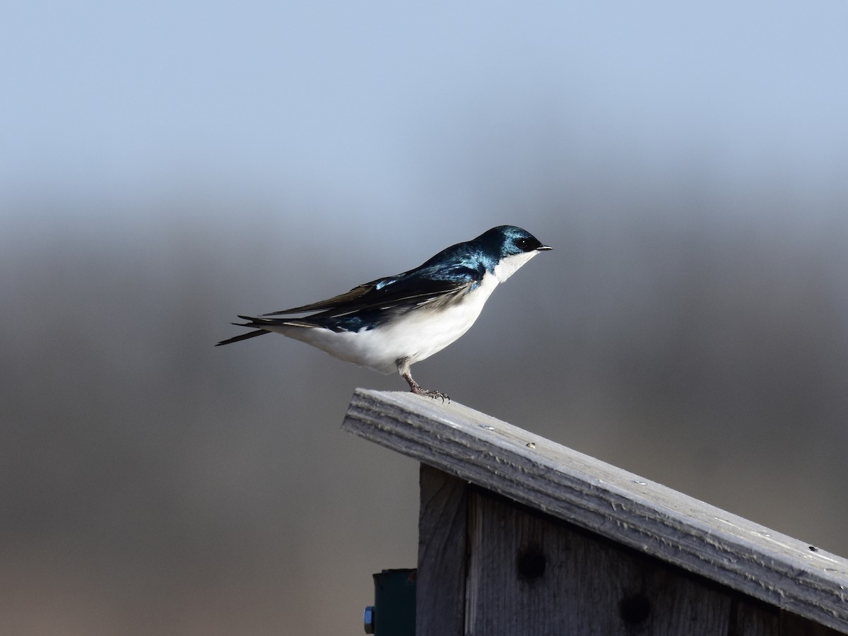 Tree Swallow - Jacob Yoder