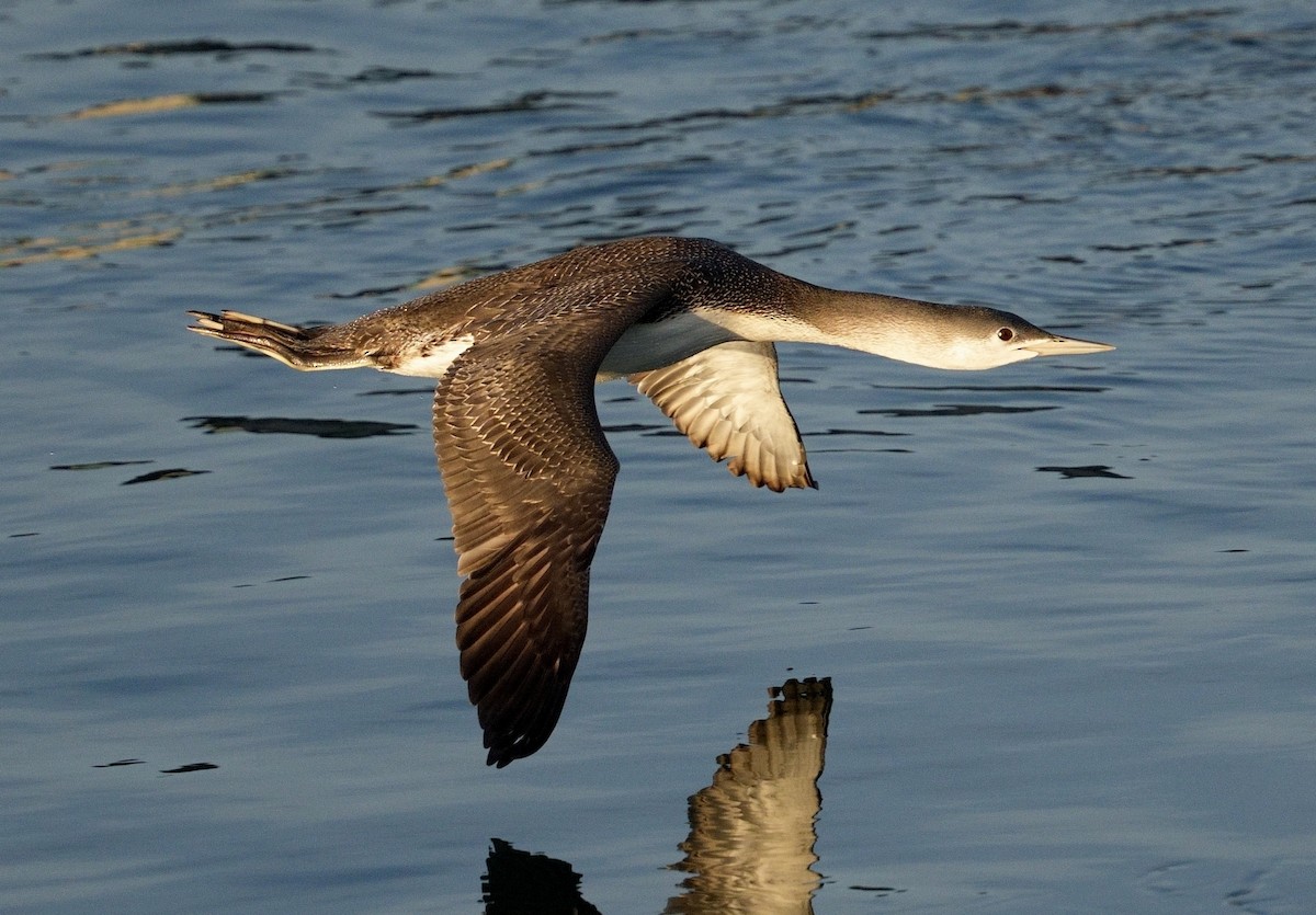 Red-throated Loon - ML615999858