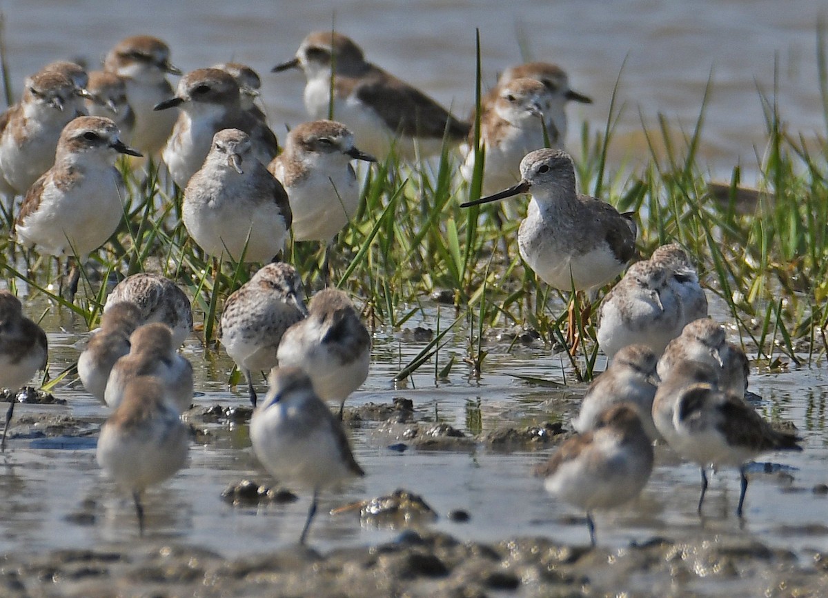 Terek Sandpiper - ML615999928