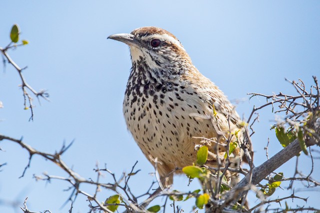 Cactus Wren - Gary Botello