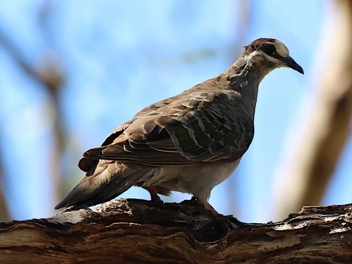 Common Bronzewing - Michael Dahlem